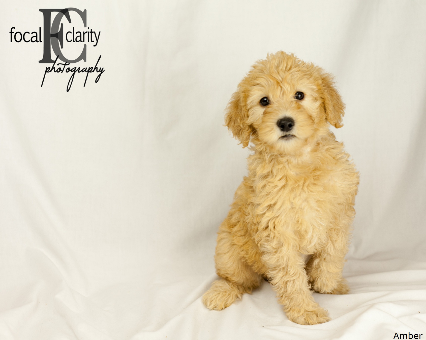 Amber labradoodles hot sale