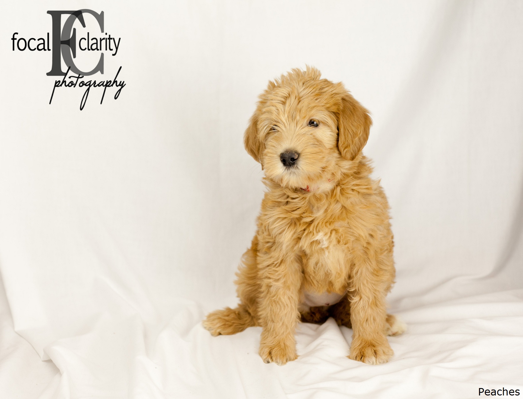 Red, Fleecy Labradoodle - Peaches