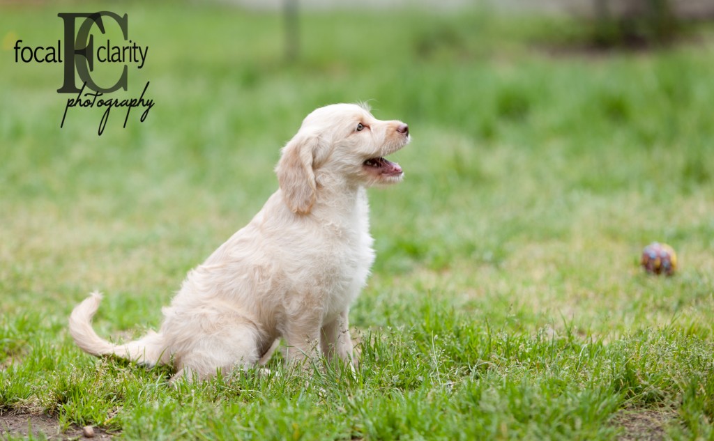 fleecy, cream, calm temperament