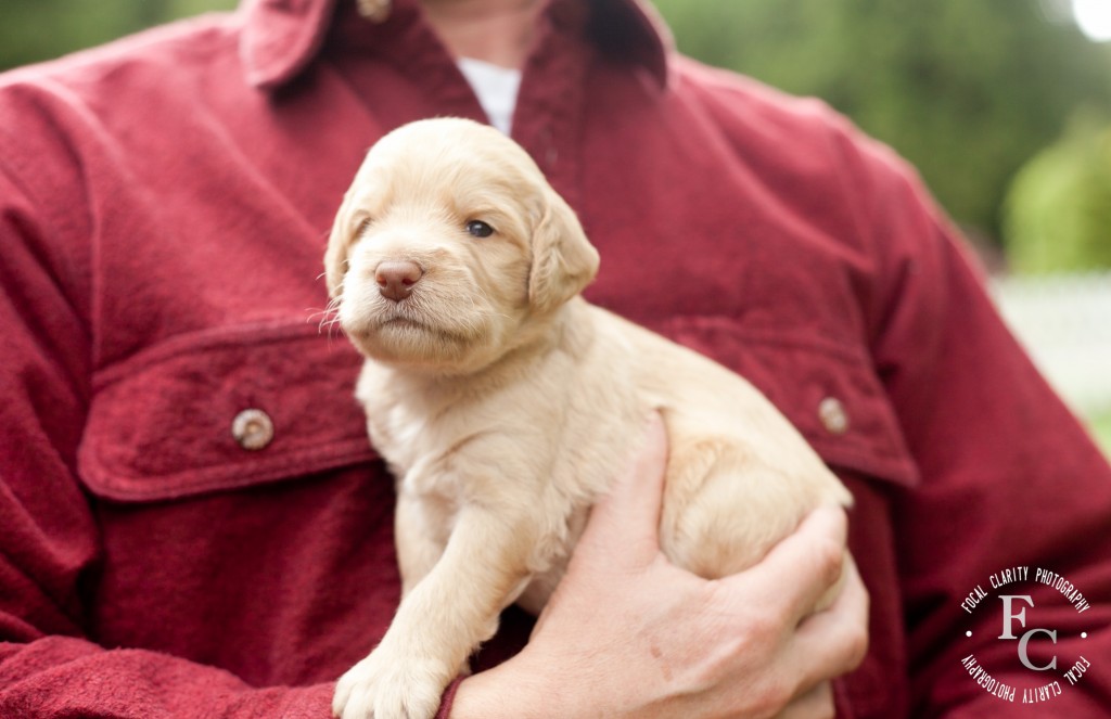 cream, white fleecy labradoodle