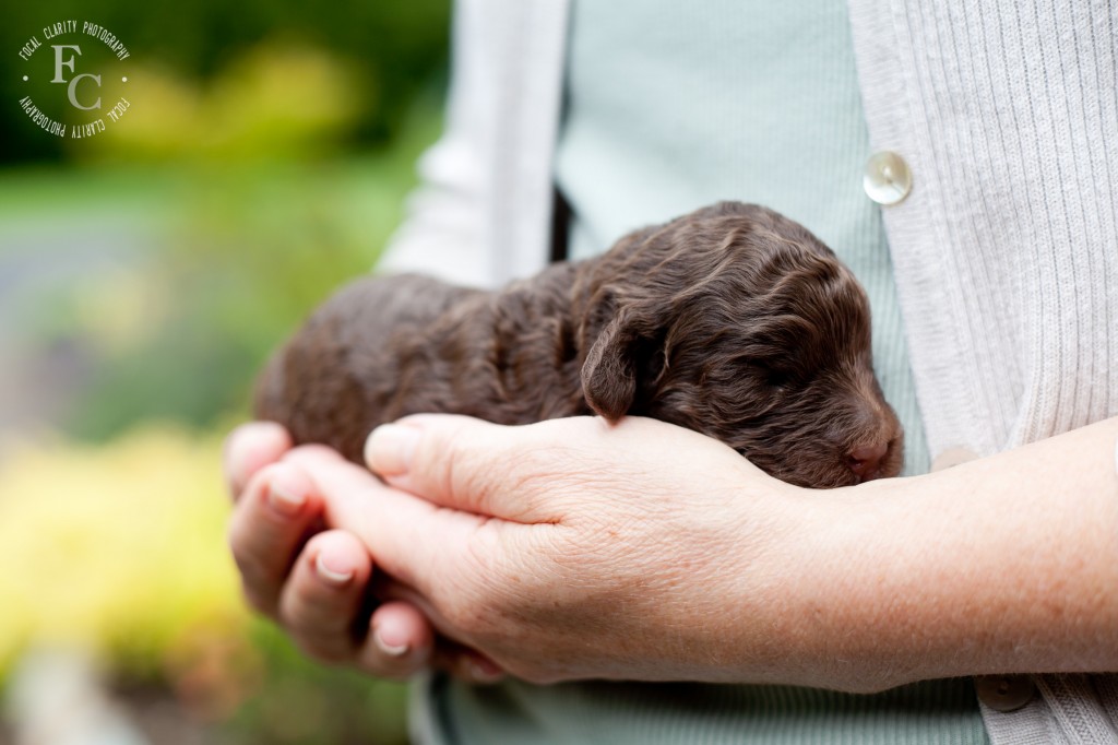 chocolate, non shed, australian labradoodle