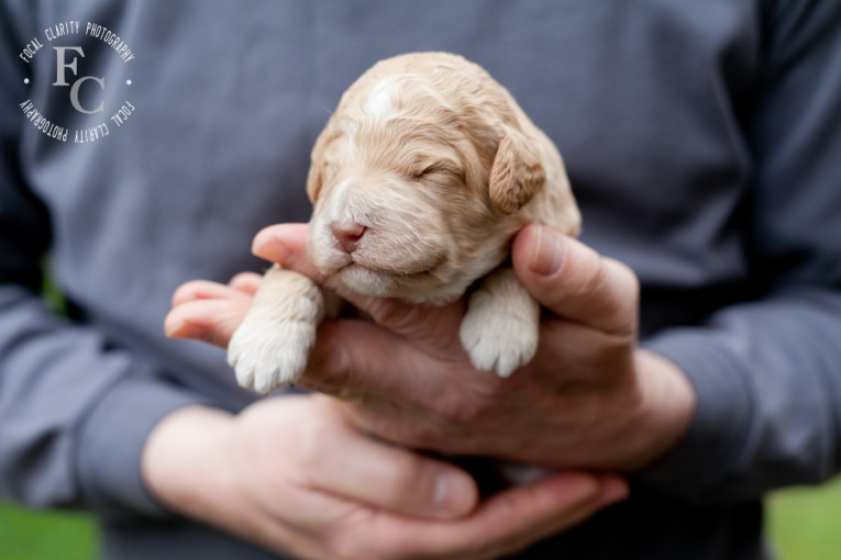 apricot, parti, labradoodle, puppies, non shed