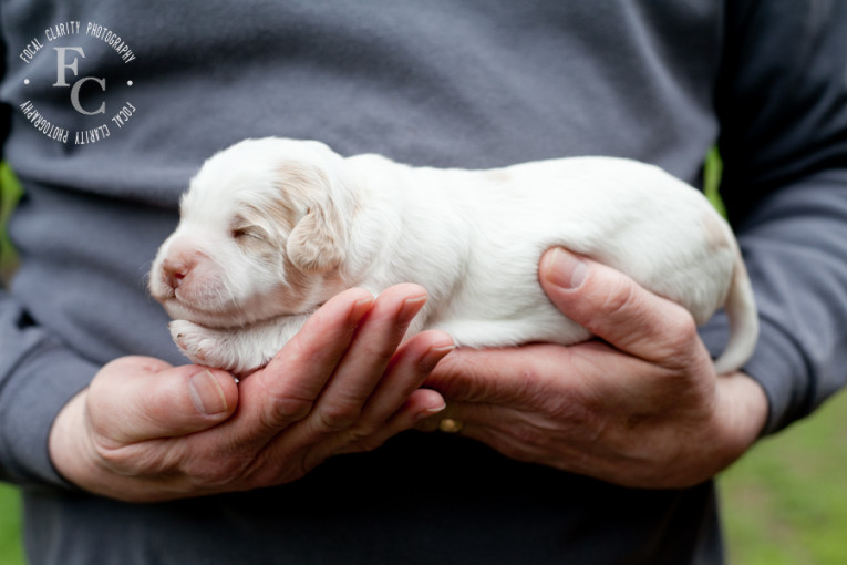 white, labradoodle, cream, puppy, australian