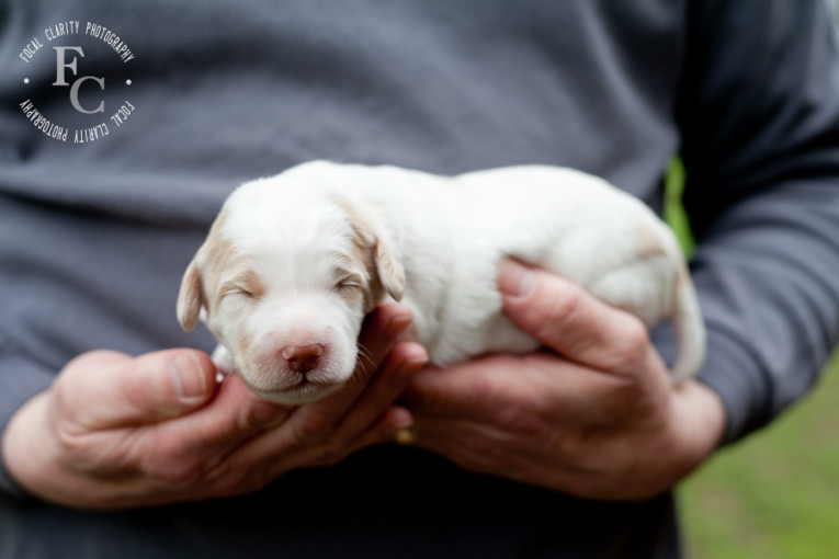 white, cream, australian labradoodle, puppy