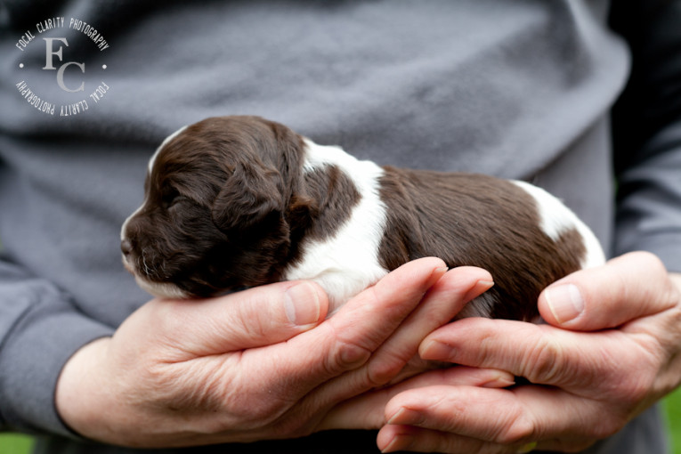 parti puppy australian labradoodle