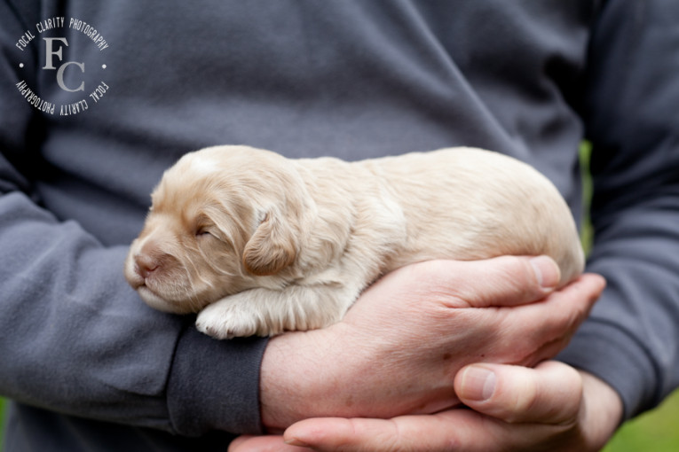 trailsendlabradoodles_portlandphotographer.photo-20