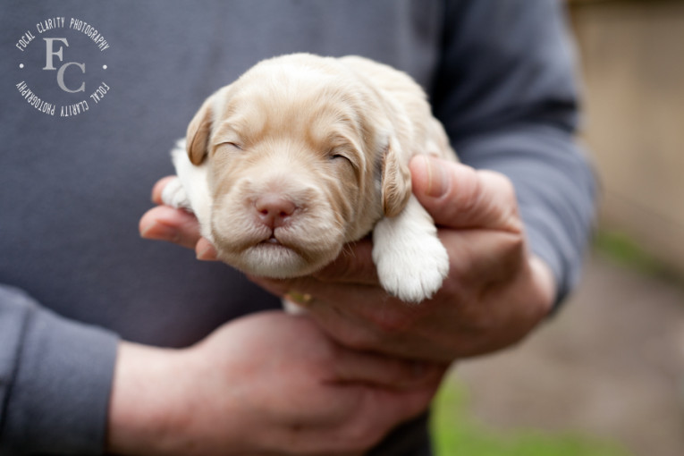 trailsendlabradoodles_portlandphotographer.photo-21