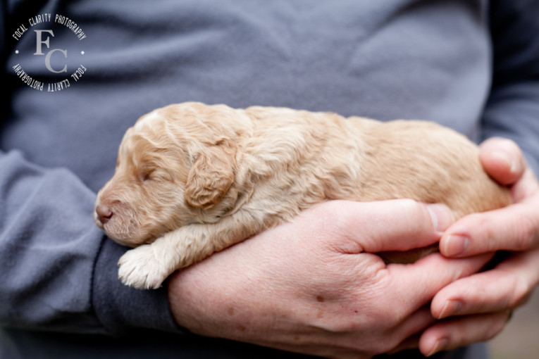 apricot labradoodle fleecy puppy