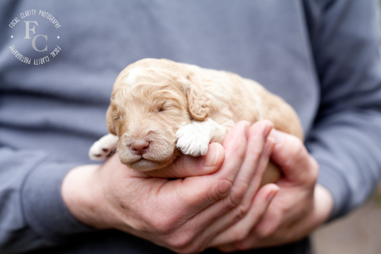 labradoodle, fleecy, non-shed, puppy