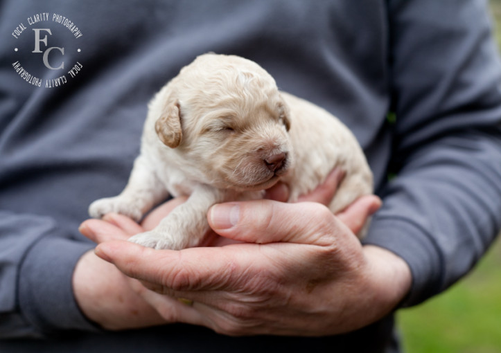 apricot, cream, labradoodle, puppies