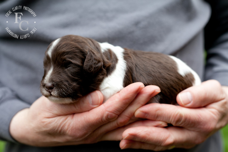 parti labradodle puppy