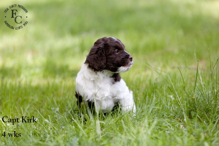 Parti, Multigenerational, chocolate, Labradoodle