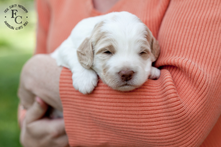 cream parti labradoodle