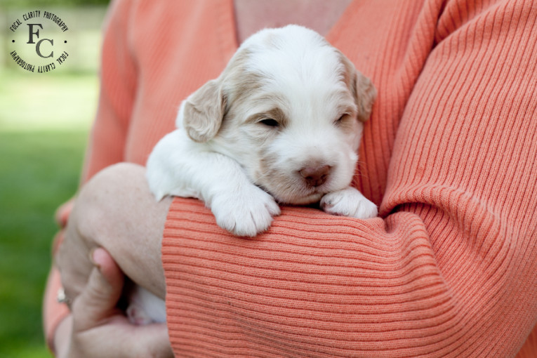 parti cream labradoodle