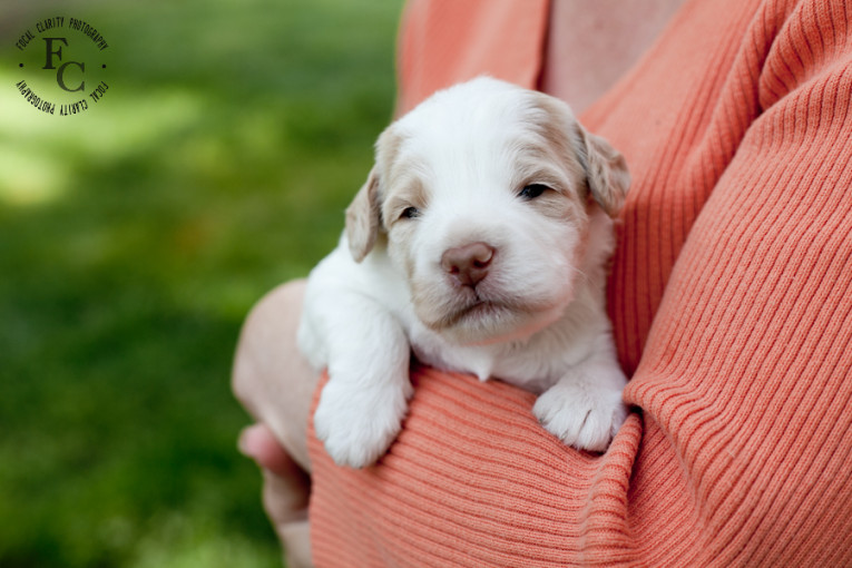 cream parti labradoodle puppy