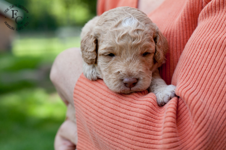 trailsendlabradoodles_portlandphotographer.photo-19