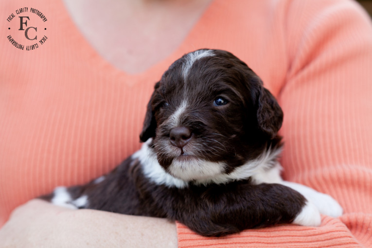 parti_labradoodle_puppy