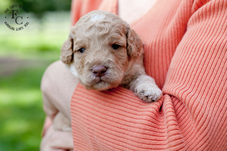 trailsendlabradoodles_portlandphotographer.photo-21