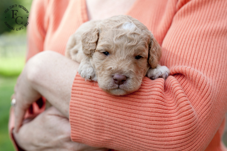 trailsendlabradoodles_portlandphotographer.photo-23