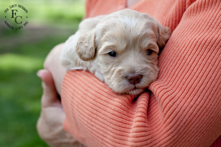 trailsendlabradoodles_portlandphotographer.photo-31