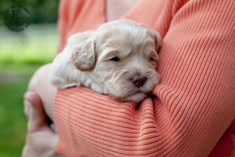 trailsendlabradoodles_portlandphotographer.photo-32