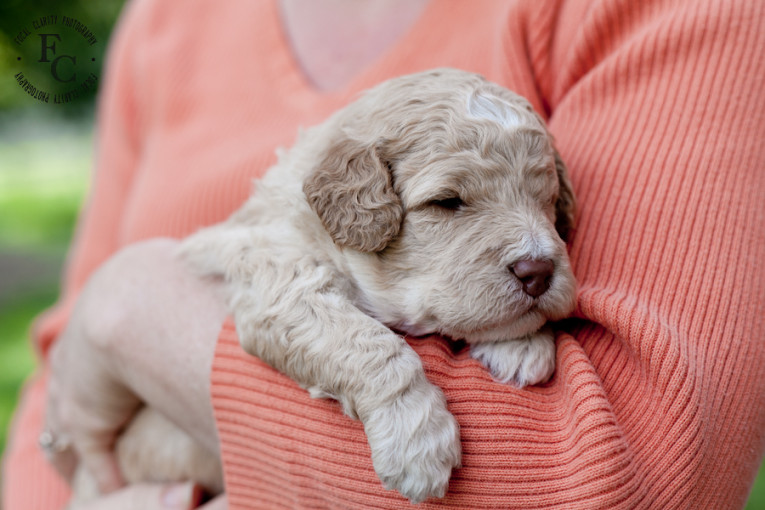 trailsendlabradoodles_portlandphotographer.photo-4