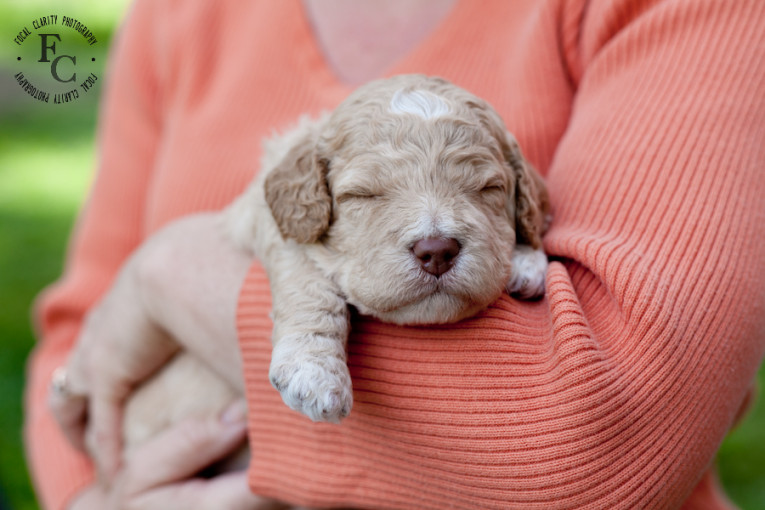 trailsendlabradoodles_portlandphotographer.photo-5