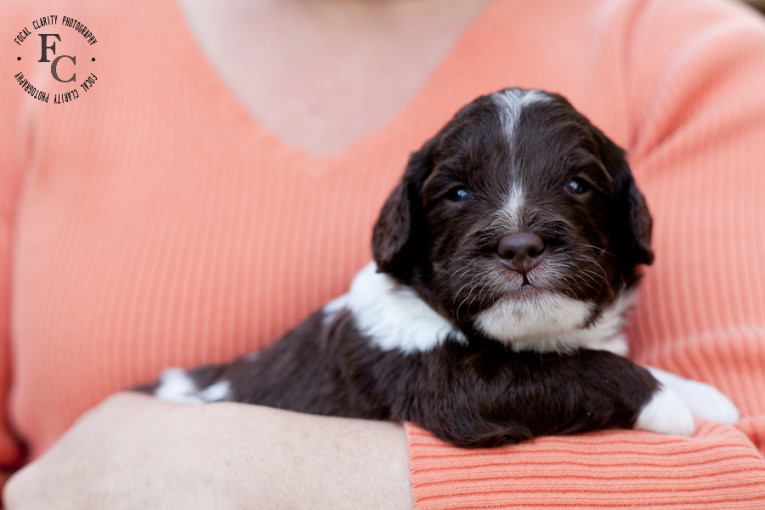 parti, labradoodle, puppy