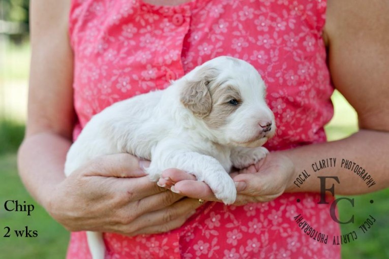 Shelby Pups 2wks