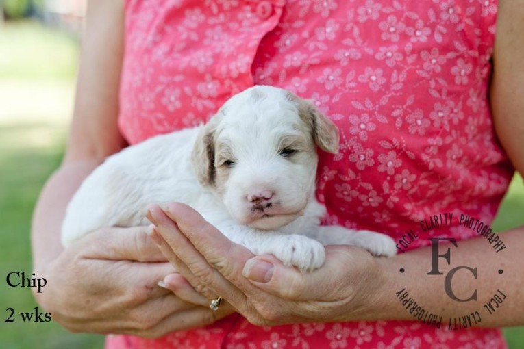 Chocolate "Chip" parti Labradoodle