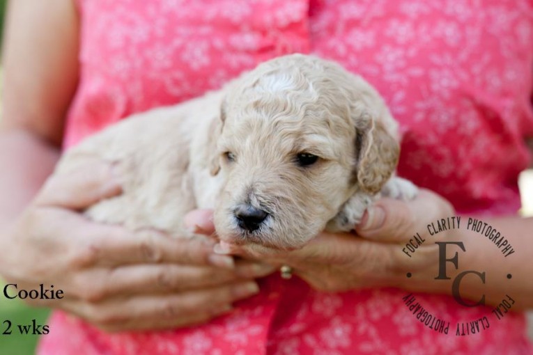 Cookie, Apricot non-shed Labradoodle