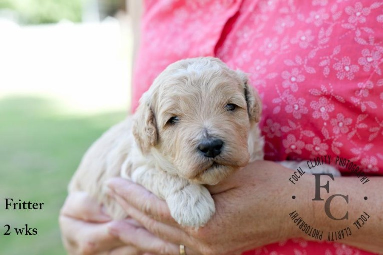 Fritter, Apricot Labradoodle Puppy