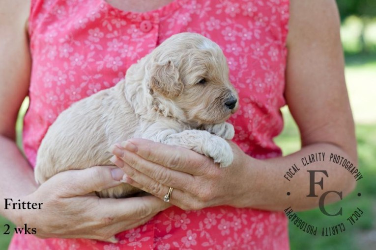 Fritter, Apricot Labradoodle Puppy