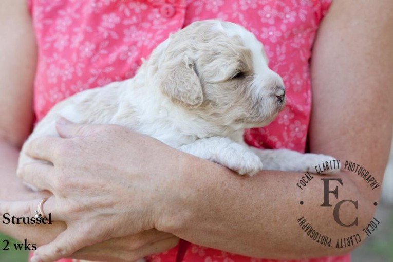 Streusel, Apricot parti Labradoodle puppy