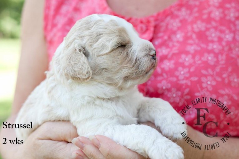 streusel, apricot parti labradoodle puppy