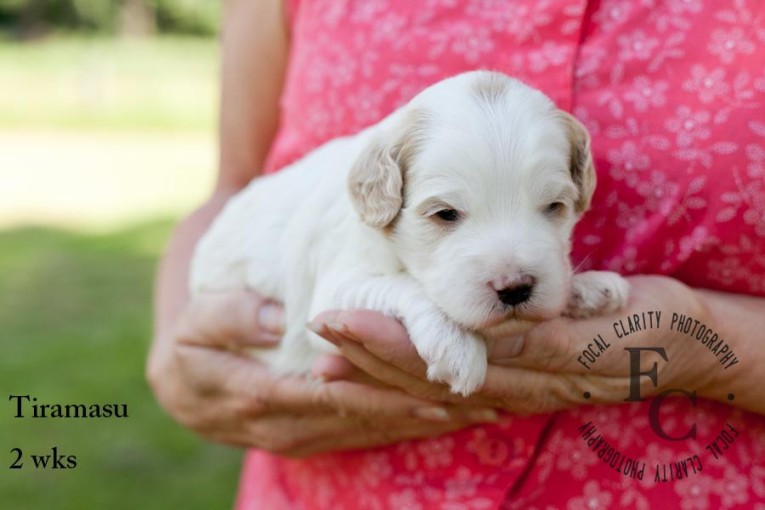 Tiramisu, Apricot Labradoodle Puppy